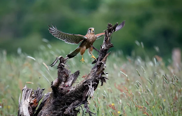 Turmfalkenmännchen Auf Einer Barschfütterung — Stockfoto