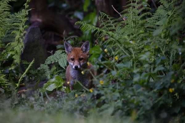 Stadtfuchsjunge Erkunden Den Garten — Stockfoto