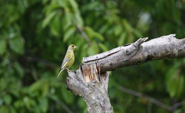 Ormandaki bir ağaca tünemiş yeşil ispinozlar