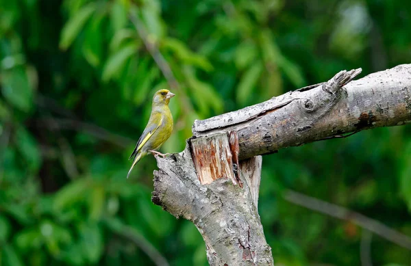 Greenfinches Perched Tree Woods — Stock Photo, Image
