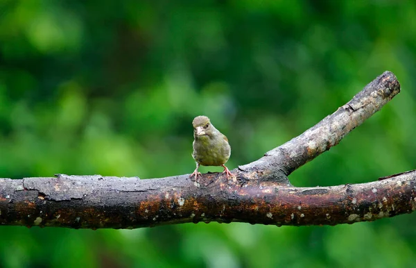 Pinsons Verts Perchés Sur Arbre Dans Les Bois — Photo