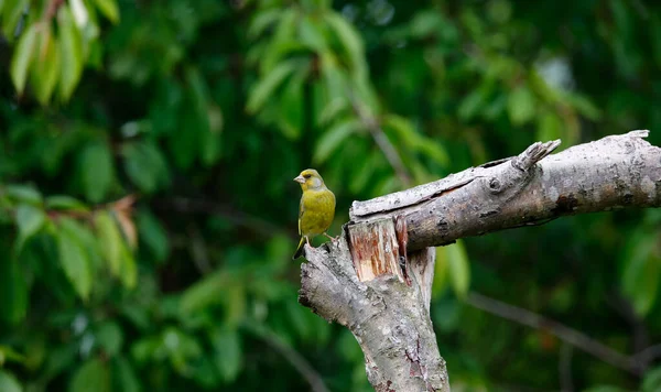 Grünfinken Hocken Auf Einem Baum Wald — Stockfoto