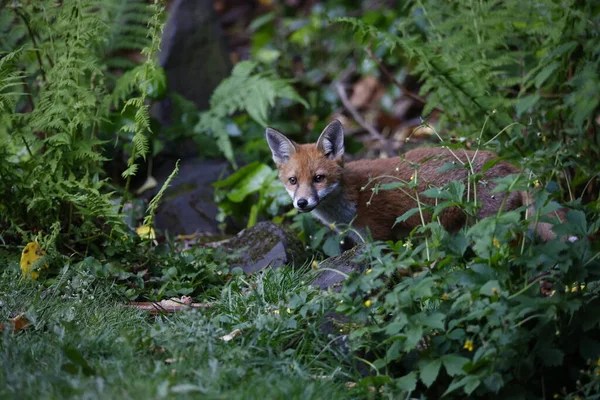 Stadtfuchsjunge Erkunden Den Garten — Stockfoto