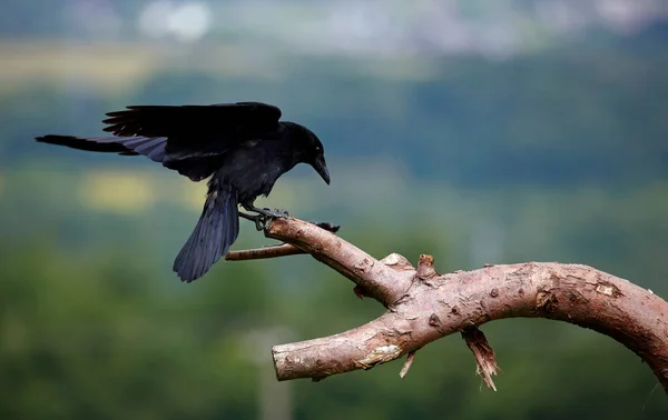 Fare ile bir dalda leş kargası