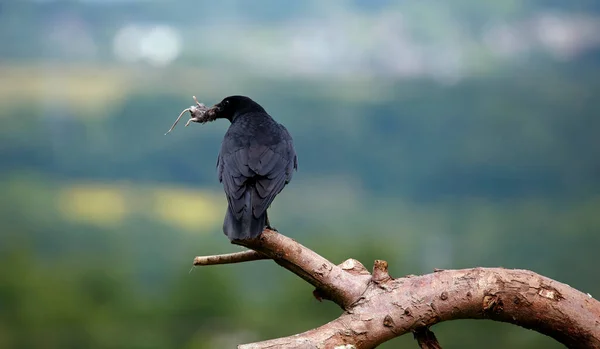 Carrion Corvo Ramo Com Mouse — Fotografia de Stock