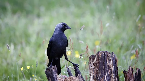 Jackdaw Perched Old Stump Meadow — Stock fotografie