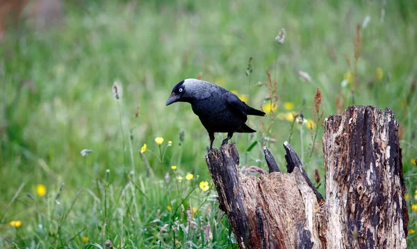 Jackdaw Perched Old Stump Meadow — Stock fotografie