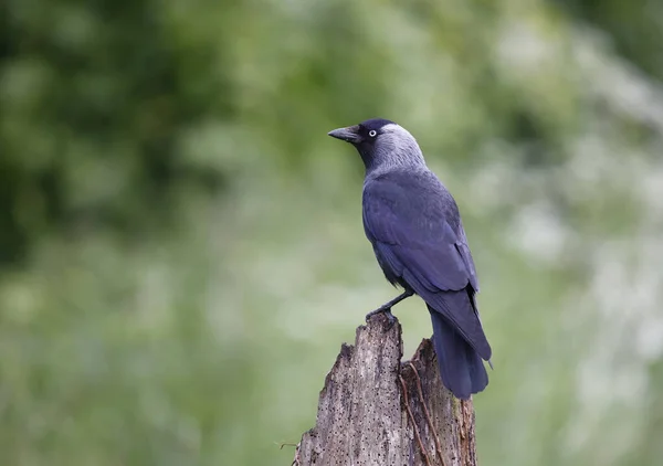 Jackdaw Perched Old Stump Meadow — Fotografia de Stock