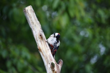 Erkek, benekli ağaçkakan güzelleşiyor.