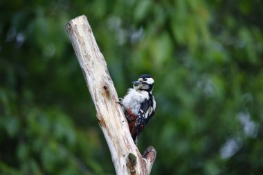 Erkek, benekli ağaçkakan güzelleşiyor.