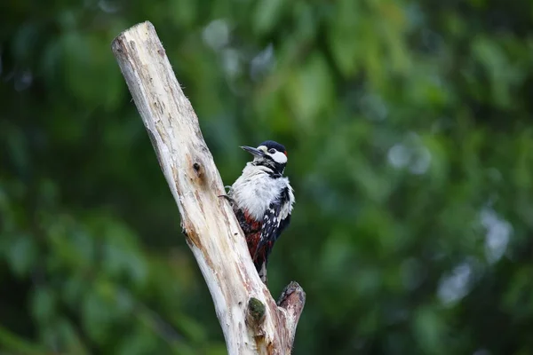 Masculino Grande Manchado Pica Pau Preening — Fotografia de Stock