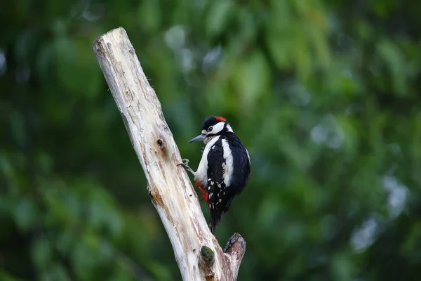 Male Great Spotted Woodpecker Preening — Fotografia de Stock