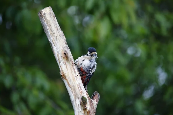Male Great Spotted Woodpecker Preening — Photo