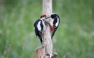 Dişi büyük benekli ağaçkakan yavruları besliyor.