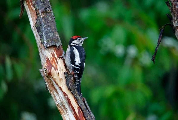 Female Great Spotted Woodpecker Feeding Young — Stok fotoğraf