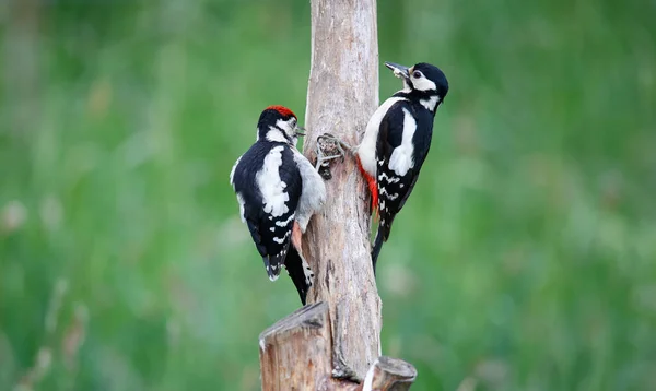 Female Great Spotted Woodpecker Feeding Young — Fotografia de Stock
