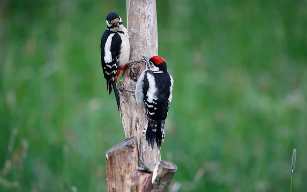 Dişi büyük benekli ağaçkakan yavruları besliyor.