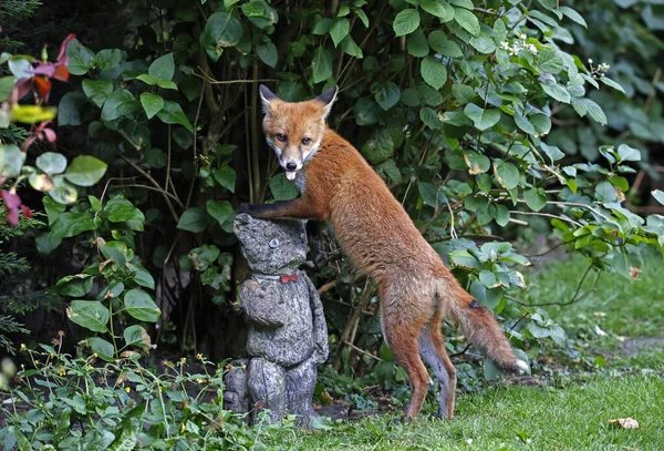 Urban Fox Cubs Exploring Garden Den — Stock fotografie
