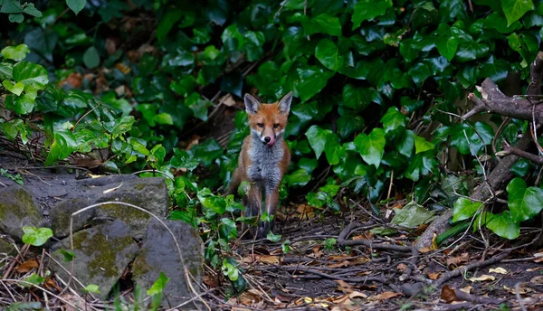 Des Petits Renards Urbains Explorent Jardin Près Leur Tanière — Photo