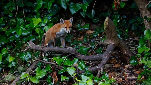 Urban Fox Cubs Exploring Garden Den — ストック写真