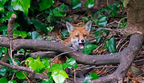 Urban Fox Cubs Exploring Garden Den Stockbild