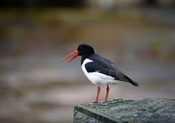 Oystercatchers Nos Pântanos Yorkshire — Fotografia de Stock