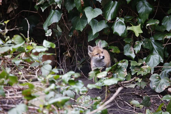 Αστική Αλεπούδες Cubs Εξερεύνηση Στον Κήπο — Φωτογραφία Αρχείου
