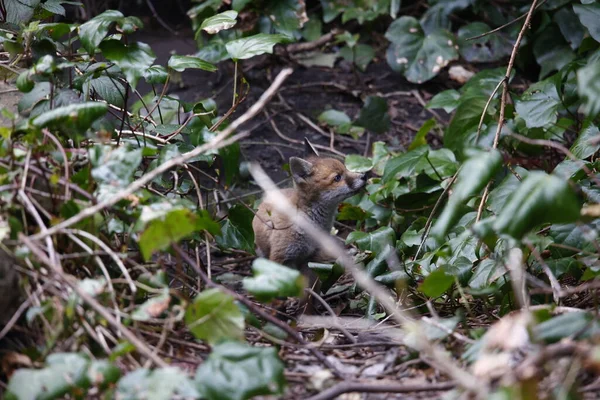 Urban Fox Cubs Exploring Garden — Stok fotoğraf