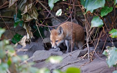 Urban fox cubs emerging from their den to explore the garden
