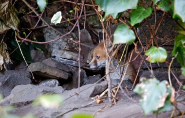Urban fox cubs emerging from their den to explore the garden