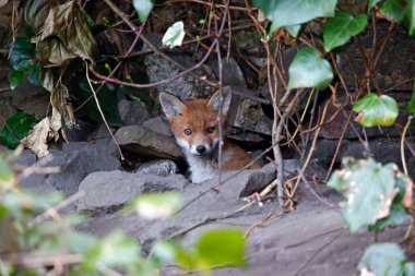 Urban fox cubs emerging from their den to explore the garden