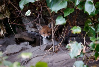 Urban fox cubs emerging from their den to explore the garden