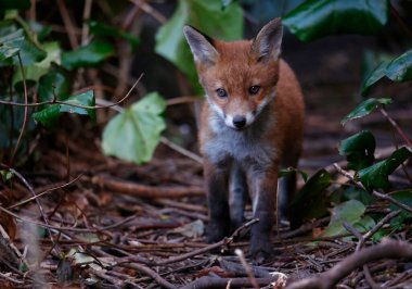 Urban fox cubs emerging from their den to explore the garden