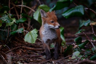 Urban fox cubs emerging from their den to explore the garden