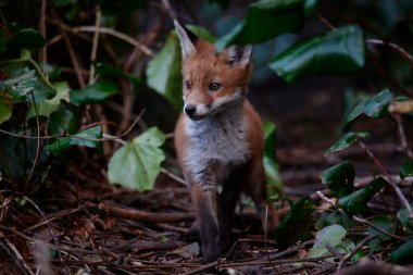 Urban fox cubs emerging from their den to explore the garden