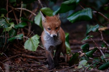 Urban fox cubs emerging from their den to explore the garden