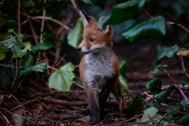 Urban fox cubs emerging from their den to explore the garden