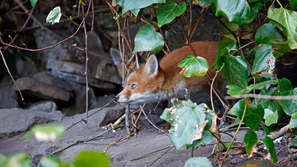 Urban Fox Cubs Emerging Den Explore Garden — Stok fotoğraf