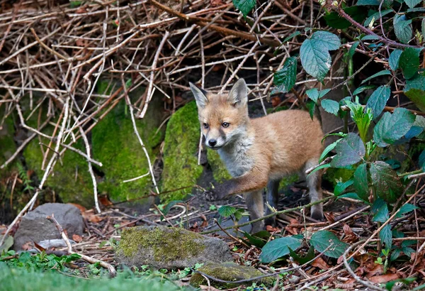 Urban Fox Cubs Emerging Den Explore Garden — Stockfoto