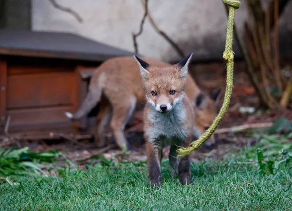 Urban Fox Cubs Emerging Den Explore Garden — Stock fotografie
