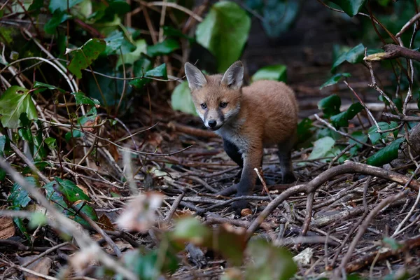 Urban Fox Cubs Emerging Den Explore Garden — Fotografie, imagine de stoc