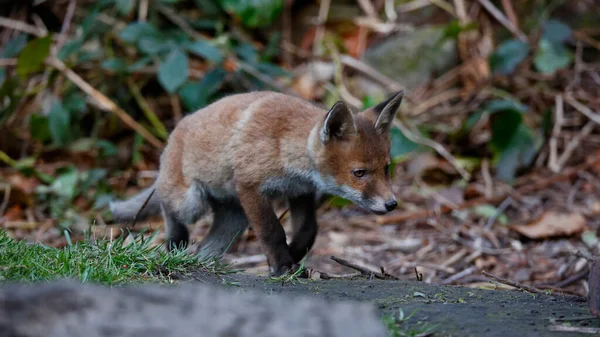 Urban Fox Cubs Emerging Den Explore Garden — ストック写真