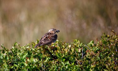 Meadow pipit perched on a bilberry bush with a beak full of insects