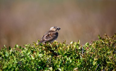 Meadow pipit perched on a bilberry bush with a beak full of insects