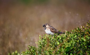 Meadow pipit perched on a bilberry bush with a beak full of insects