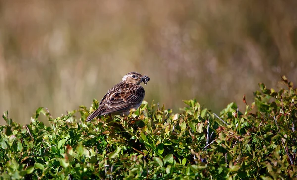 Meadow Pipit Perched Bilberry Bush Beak Full Insects — Photo