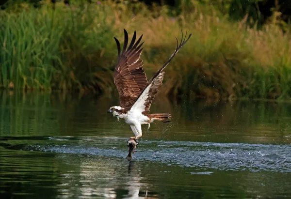Osprey Diving Fish Small Lake Rechtenvrije Stockfoto's