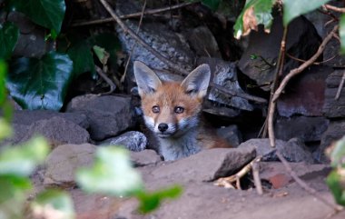Fox cubs playing near their den