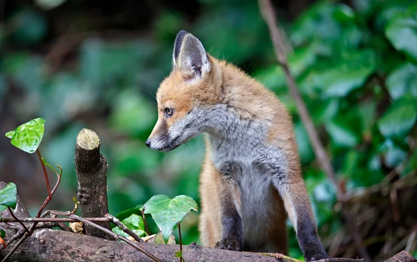 Fox Cubs Playing Den —  Fotos de Stock