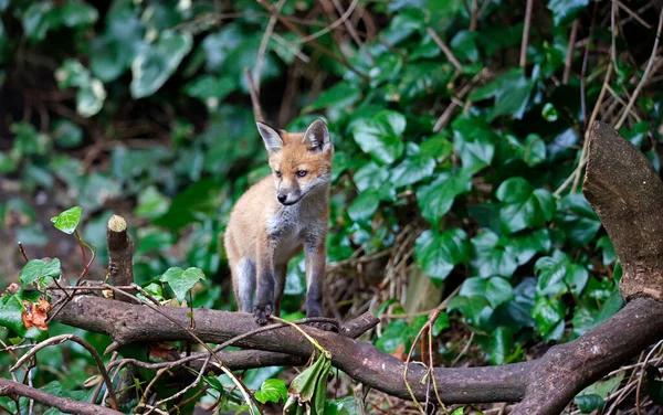 Fox Cubs Playing Den — 스톡 사진